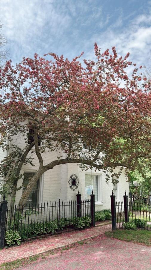 The Ginkgo Tree Bed and Breakfast Mount Pleasant Buitenkant foto